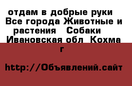 отдам в добрые руки - Все города Животные и растения » Собаки   . Ивановская обл.,Кохма г.